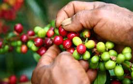 Federación cambia fórmula para compra de café a los productores